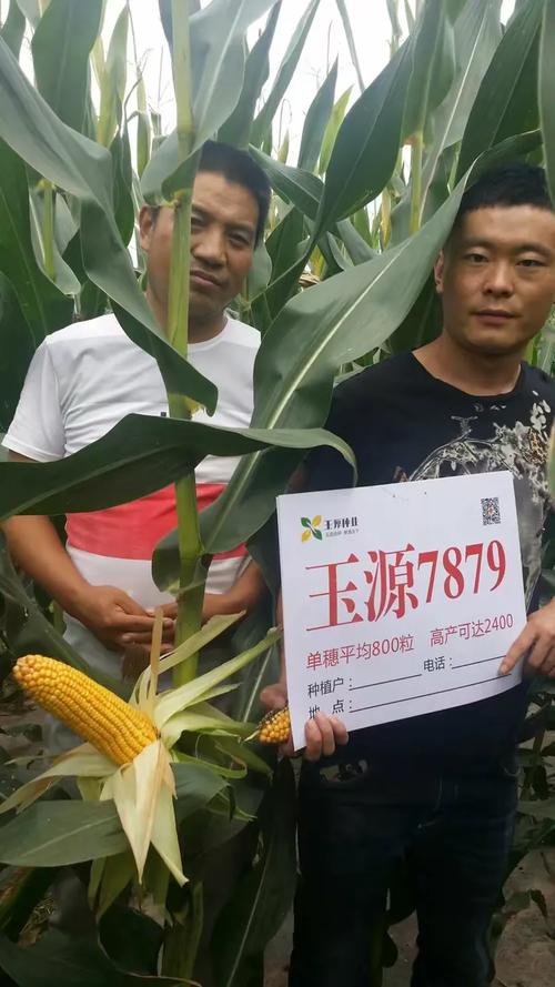 玉源7879玉米中的"特种部队,"粒深质优产量高,一家种了十家找