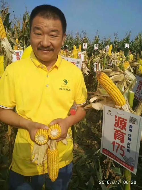 种玉米就买源玉175